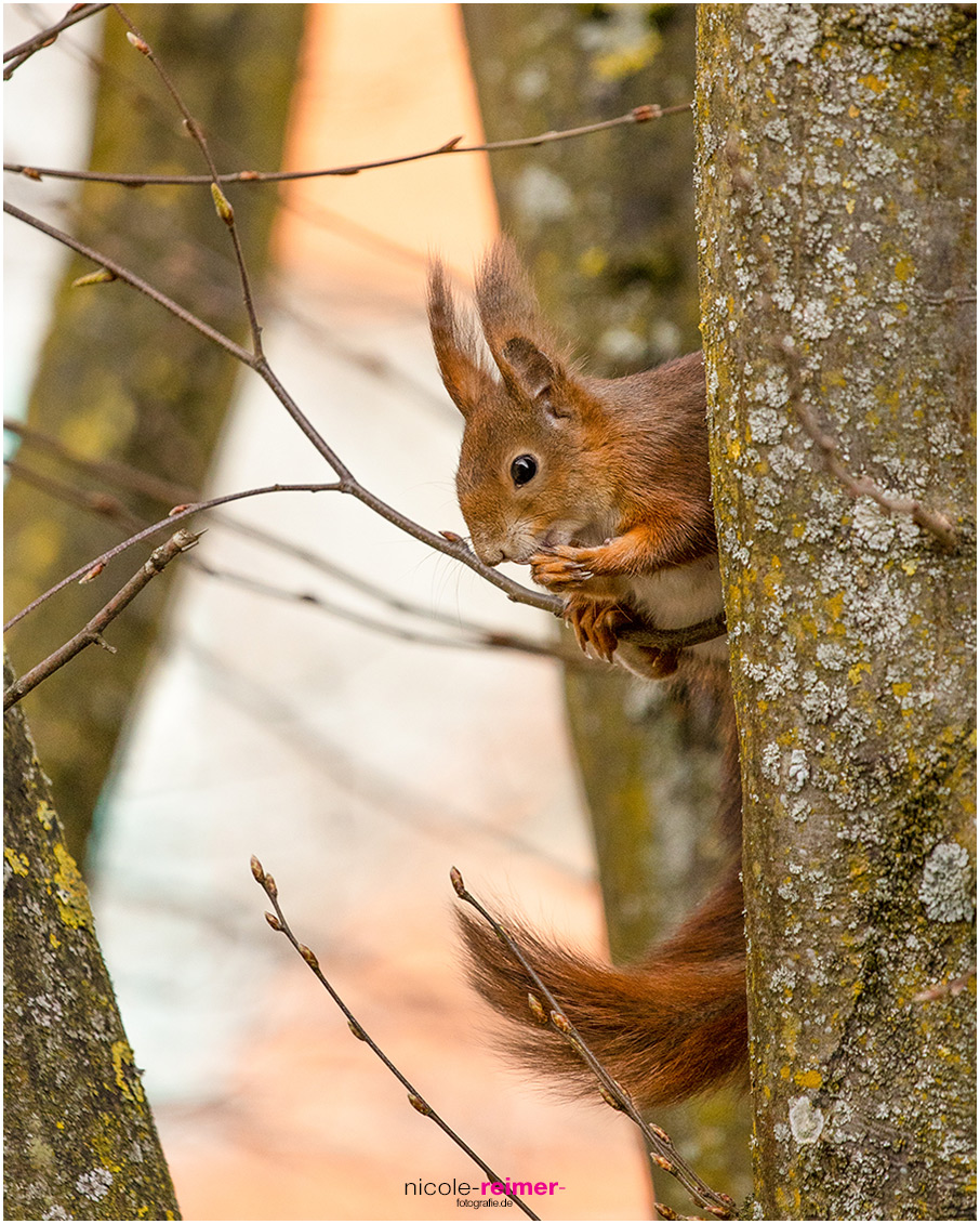 Eichhörnchen beim Putzen, Augsburg, Nicole Reimer Fotografie