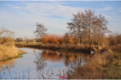 Schwan im herbstlichen Langenauer Ried Nicole Reimer Fotografie