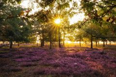 Sonnenaufgang in der Osterheide bei Schneverdingen. Lüneburger Heide im Morgenlicht. Nicole Reimer Fotografie