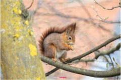 Mrs. Puschel, das rote Eichhörnchen, frisst eine Knospe - Nicole Reimer Tierfotografie