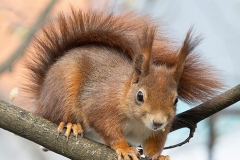 Mrs. Puschel, das rote Eichhörnchen sitzt auf einem Ast mit dem Rest einer Knopse im Maul, Nicole Reimer Fotografie