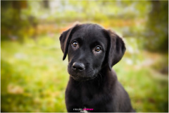 Dana, das Hundebaby guckt drollig in die Kamera - Nicole Reimer Tierfotografie