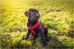 Hundewelpe Dana beim Spaziergang - Hunde-Fotoshooting - Nicole Reimer Fotografie