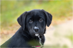 Hunde-Fotoshooting Mara, Hundefotografie, Junger Hund, Hundefotos, Nicole Reimer Tierfotografie