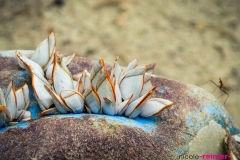 Muscheln auf blauem Eimer