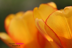 Tulpen im Sonnenschein