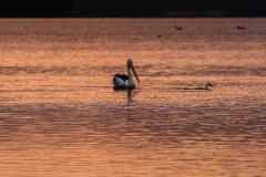 Pelikan sunrise