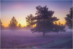 Lueneburger Heide bei Sonnenaufgang