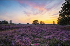Sonnenuntergang in der Osterheide, Lüneburger Heide bei Schneverdingen, Nicole Reimer Fotografie