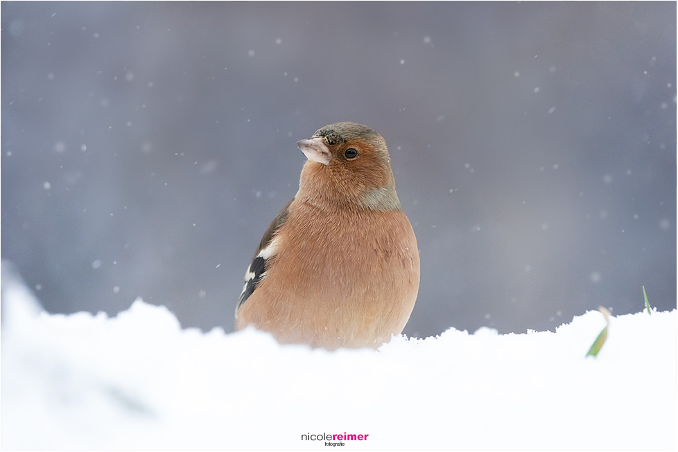 Buchfinkmännchen im Schnee, männlicher Buchfink sitzt im Schnee, Buchfink mit Schneeflocken, Buchfink im Winter, Nicole Reimer Fotografie