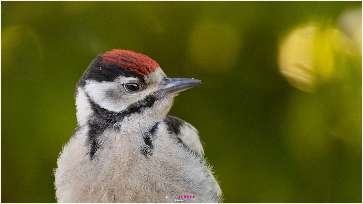 Portrait eines Buntspechtjungen, Buntspecht, Portrait of a great spotted woodpecker, Portrait of a young Great Spotted Woodpecker, Nicole Reimer Fotografie