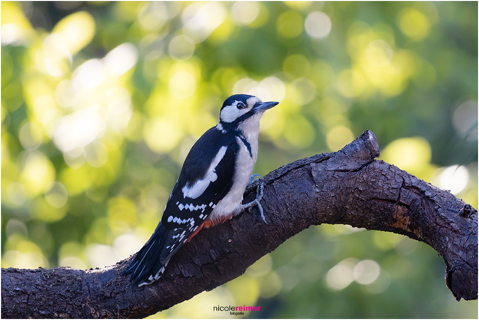 Buntspechtweibchen sitzt im Morgenlicht auf einem Ast, Female Great Spotted Woodpecker sits on a branch in the morning light, Nicole Reimer Fotografie