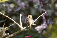 Haussperling Weibchen beim Putezn - Frühling, Weiblicher Haussperling beim Putzen, Spatz beim Putzen im Frühling, weiblicher Spatz beim Putzen im Frühling, Nicole Reimer Fotografie