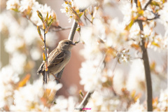 Haussperlingweibchen im Frühlingsbaum, Haussperlingsweibchen in blühender Felsenbirne, Haussperling zwischen Blüten, Haussperling im Frühling, Haussperling zwischen weißen Blüten, Nicole Reimer Fotografie