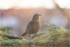 Weibliche Amsel bei leichtem Nebel im Morgenlicht, Female Blackbird in the morning light, Nicole Reimer Fotografie,