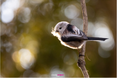 Schwanzmeise mit Nistmaterial im Abendlicht, long-tailed tit with nesting material in the evening light, Nicole Reimer Fotografie