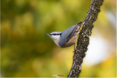 Kleiber in typischer Position im Herbst - Nicole Reimer Fotografie