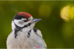 Portrait eines Buntspechtjungen, Buntspecht, Portrait of a great spotted woodpecker, Portrait of a young Great Spotted Woodpecker, Nicole Reimer Fotografie