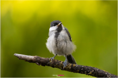 Kohlmeisen-Jungvogel, Junge Kohlmeise auf Ast - Nicole Reimer Fotografie