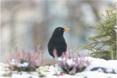 Amselmännchen sitzt zwischen winterlichen Erika bei leicht verschneitem Boden.