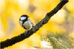 Kohlmeise sitzt im Herbst auf einem Ast, Great tit on a branch, Autumn, Nicole Reimer Fotografie