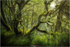 Mystische Stelle im Glenariff Forest Park, Nordirland - Nicole Reimer Landschaftsfotografie