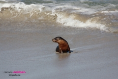 Baby Sealion1