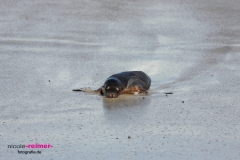 Baby Sealion2