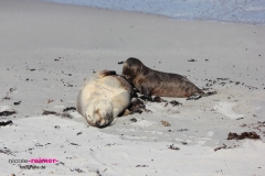 Baby Sealion3