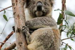 Coala