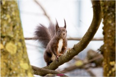 Dunkles Eichhörnchen auf einem Ast - Nicole Reimer Fotografie