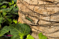Gecko