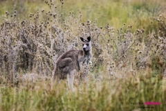 Kangaroo