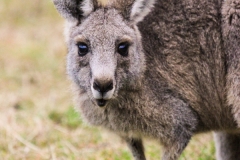 Kangaroo2