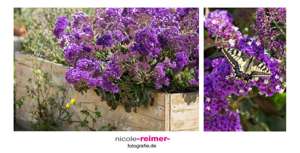 Blumen und Schmetterling im Süden Mallorcas - Nicole Reimer Fotografie