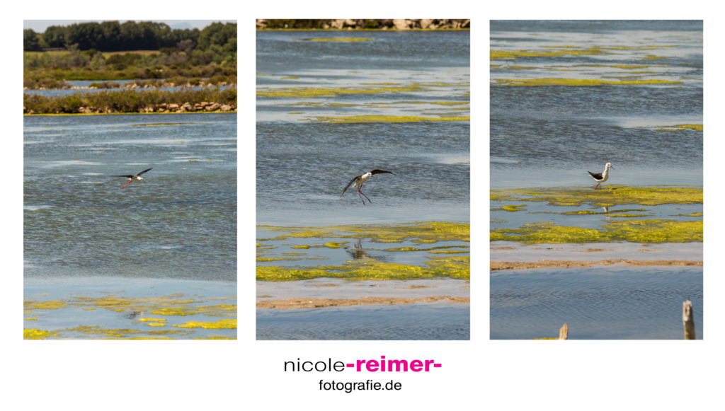 Vögel bei den Salzsalinen - Nicole Reimer Fotografie