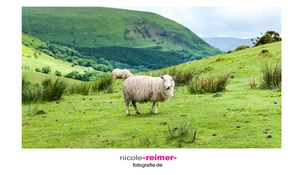 Brecon Beacons Nationalpark - Schaf auf Weide