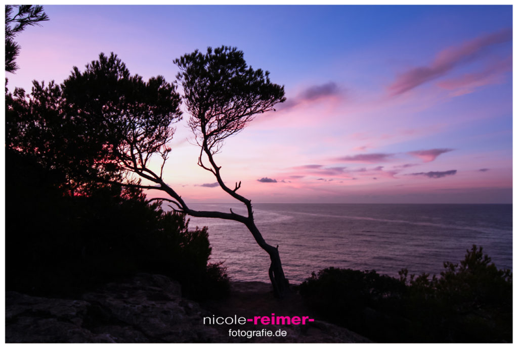 Nicole Reimer Fotografie_Baum im Sonnenaufgang