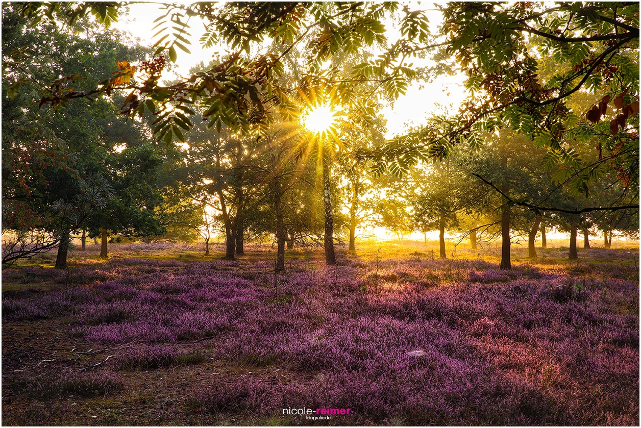 Lüneburger Heide im Morgenlicht - Nicole Reimer Fotografie
