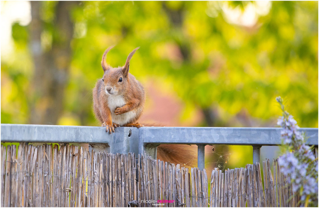 Mrs Puschel, das rote Eichhörnchen sitzt auf Balkon - Nicole Reimer Tierfotografie