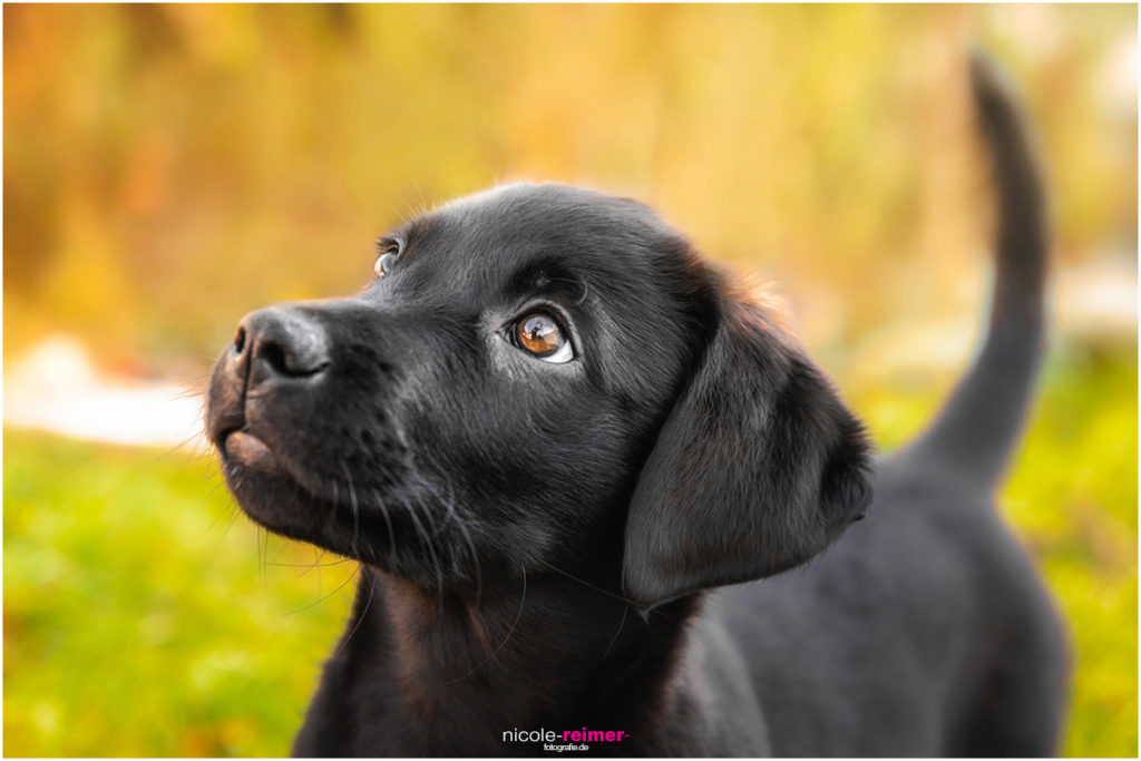 Tierfotografie Nicole Reimer Hundewelpe Dana