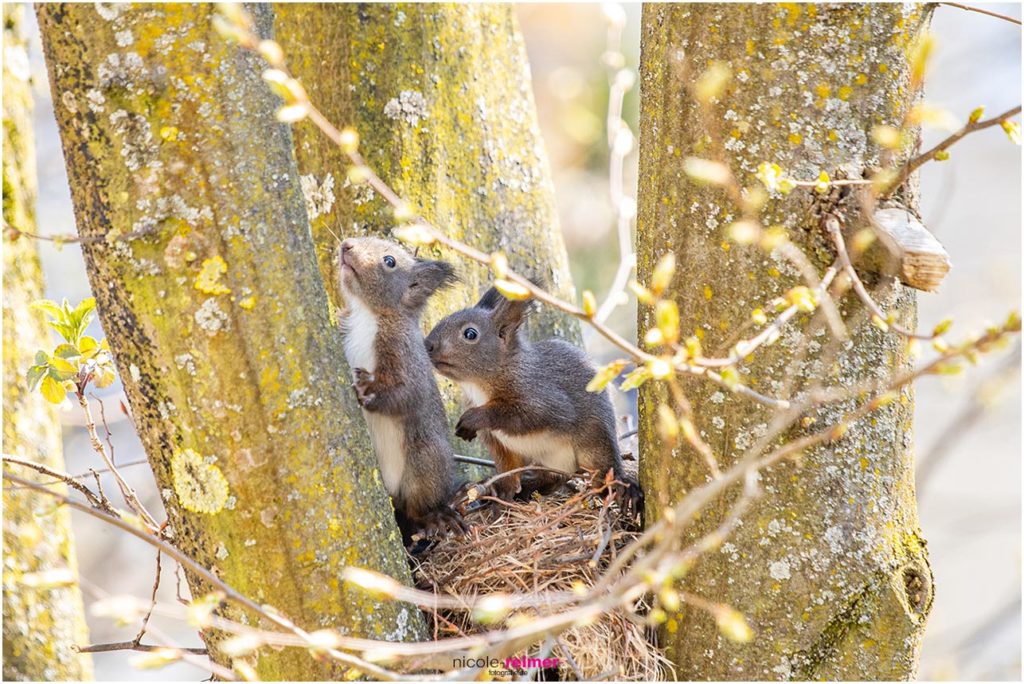 Baby-Eichhörnchen im Kobel vor dem Wohnzimmerfenster - Nicole Reimer Tierfotografie