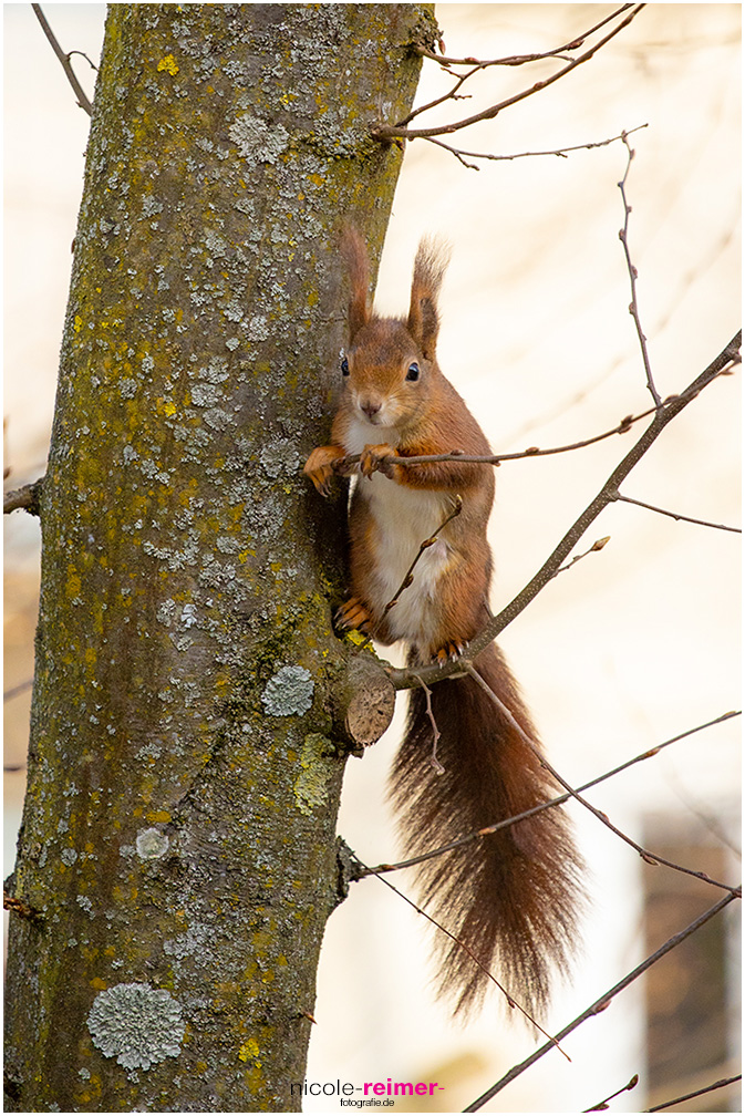 Mrs. Puschel, das rote Eichhörnchen hält sich an einem Ast fest, Nicole Reimer Fotografie
