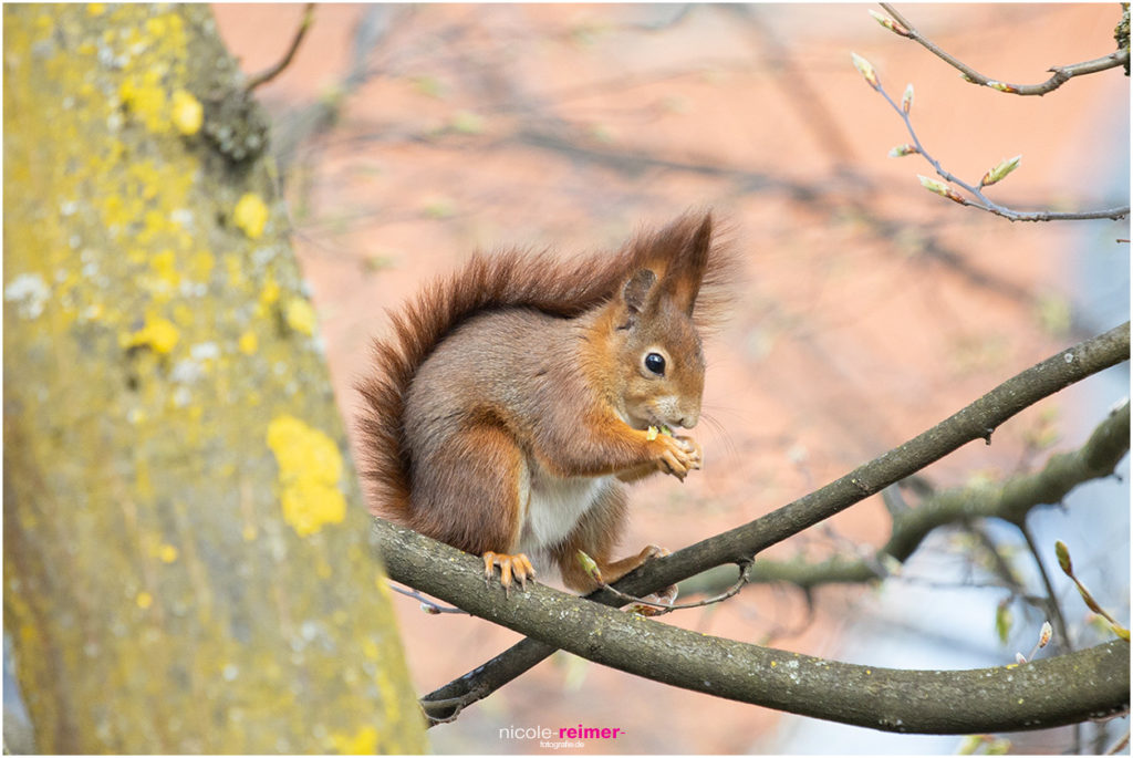 Eichhörnchen frisst eine Baumknospe - Nicole Reimer Fotografie