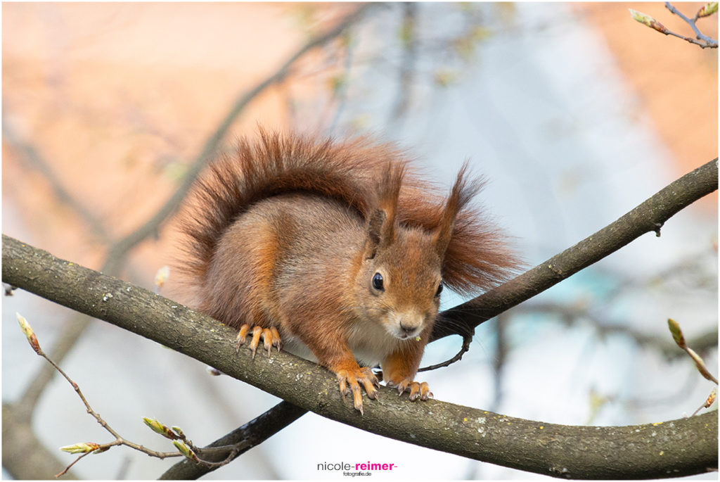 Rotes Eichhörnchen sitzt auf einem Ast- Nicole Reimer Fotografie