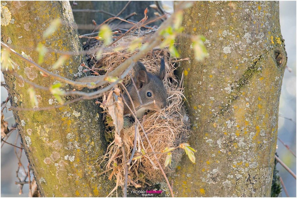 Junges Eichhörnchen schaut aus dem Kobel - Nicole Reimer Fotografie