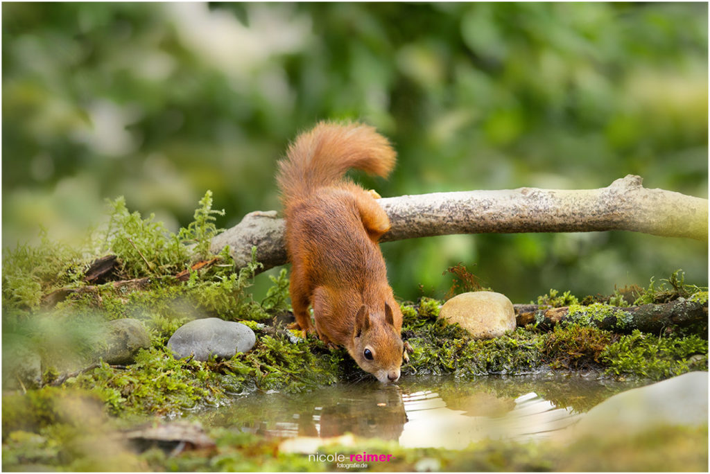 Eichhörnchen beim Trinken - Nicole Reimer Fotografie