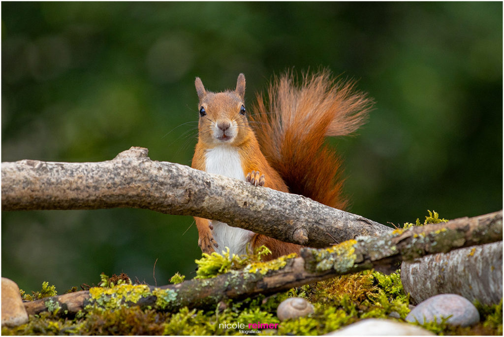 Eichhörnchen guckt über einen Ast - Nicole Reimer Fotografie