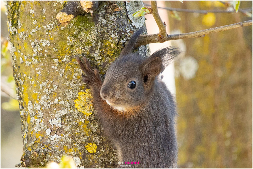 Kleines Eichhörnchen klettert - Nicole Reimer Tierfotografie